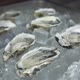 Fresh Opened Ocean Oysters on Ice Cubes in Metal Container - VideoHive Item for Sale