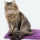 Cat On White Background - VideoHive Item for Sale