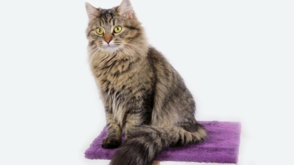 Cat On White Background alt