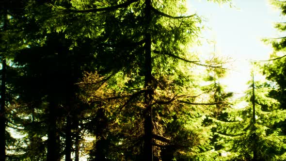 Green Cone Trees in Bright Sun Light