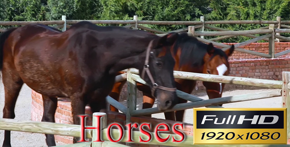 Horses FULL HD