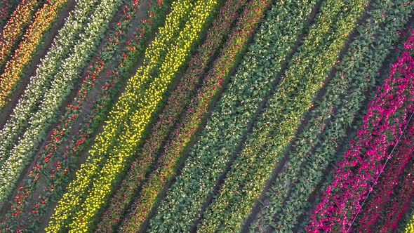 Aerial drone view of tulip flowers fields growing in rows of crops.