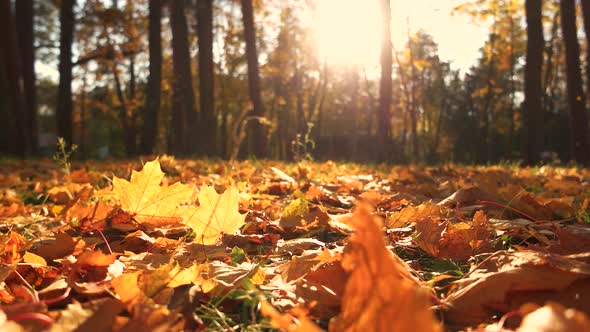 Yellow Leaves on Ground in Fall Park