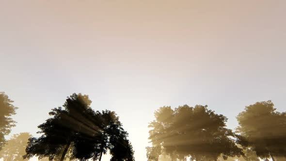 On The Road - Trees and Rays alt