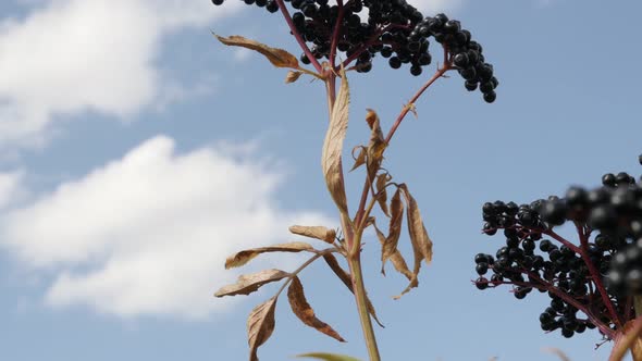 Sambucus ebulus against blue sky slow tilt 4K 2160p 30fps UltraHD footage - Danewort herbaceous elde