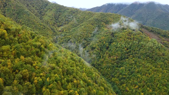 Foggy And Rainy Autumn Nountain Forest