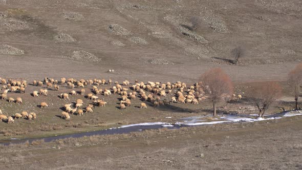 River and flock of sheep.