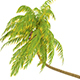 Coconut Palm - 3DOcean Item for Sale
