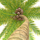 Coconut Palm - 3DOcean Item for Sale