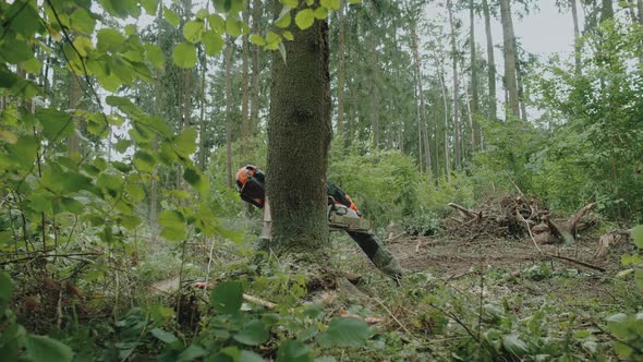 Hard Work Female Logger in the Forest Young Specialist Woman in Protective Gear Cuts a Tree with a