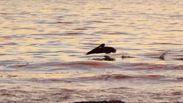 Pelican Flying Slow Motion