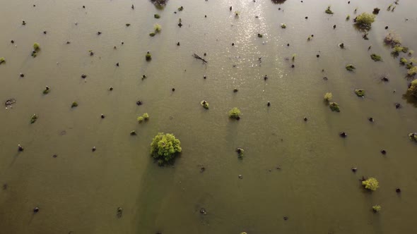 Dry bare tree is cut in water