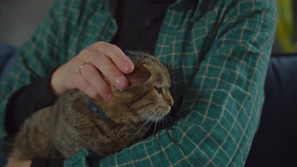 Adorable Relaxed Tabby Female Cat Purring on Owner Arms