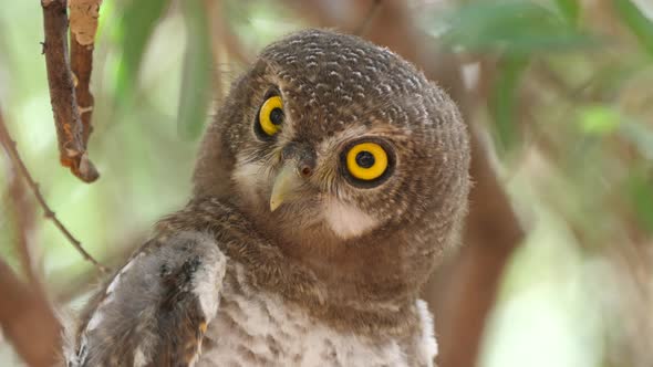 Close up from a Pearl-spotted owlet looking down