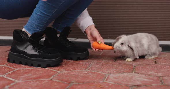 Girl Feeding a Rabbit with a Carrot