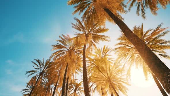 View of the Palm Trees Passing By Under Blue Skies