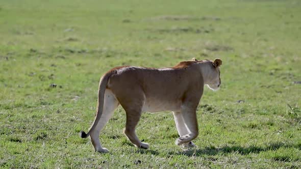 Lioness Walking Up To Another In Slow Motion