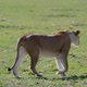 Lioness Walking Up To Another In Slow Motion - VideoHive Item for Sale
