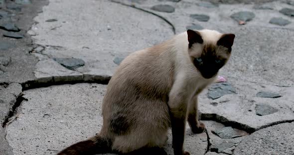 cat siamese wild