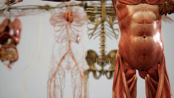 Animated 3D Human Anatomy Illustration alt