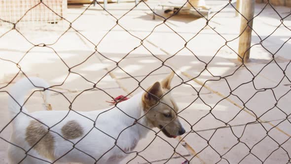 Abandoned dog locked up in a shelter