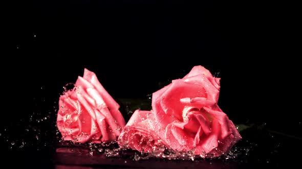 Super Slow Motion Rose Flowers Fall on the Water with Splashes