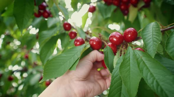 Young woman collects a sweet cherry on a hot day. Fresh cherries hanging on a cherry tree branch.