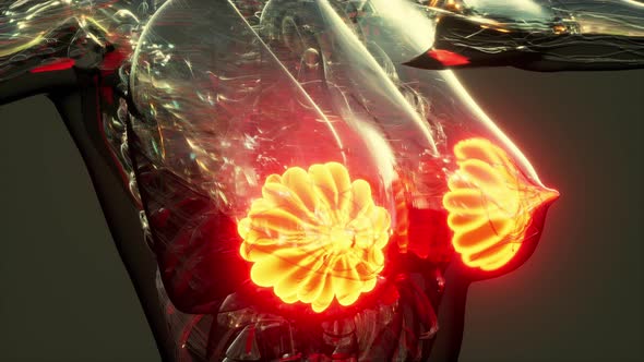 Science Anatomy of Human Body with Glow Mammary Gland alt