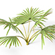 Palm Tree Leaves - 3DOcean Item for Sale