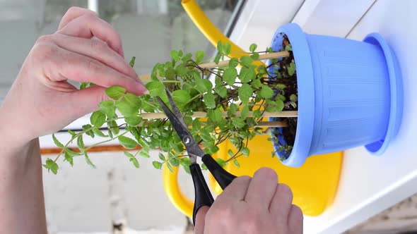 Harvesting mint with scissors on the balcony