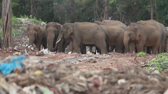 Group of elephants stand together eating trash and plastic in a garbage dump