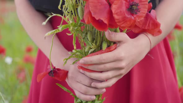 Unrecognized Female Hands Holding Bouquet of Flowers in a Poppy Field