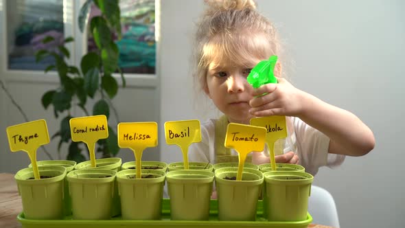 a Little Blonde Girl in an Apron is Engaged in Planting Seeds for Seedlings Spraying Planted Plants