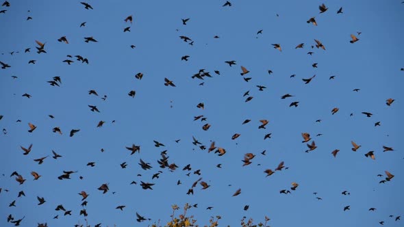 Flock of birds, Starlings (Sturnus vulgaris) surrounding their sleeping tree. France