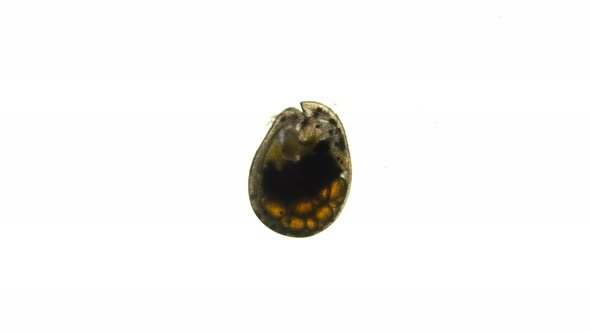 Ostracoda Under a Microscope, of the Cypridinidae Family, in the Video Is a Female with Eggs