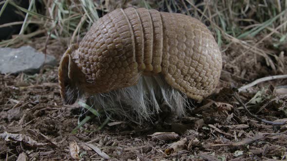 Armadillo eats and turns around in forest - shielded mammal