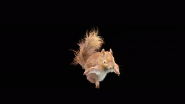 Squirrel Dancing 4K