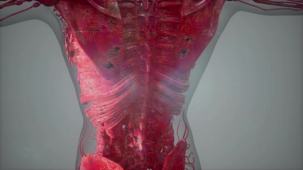 Complete Close-up View of the Skeletal System with Transparent Body alt