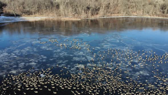 Drone flying over a group of geese swimming along the edge of a partially frozen lake