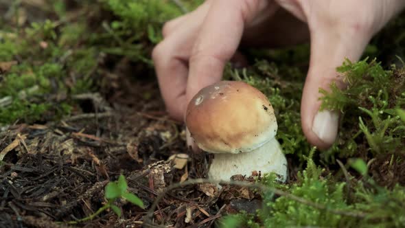 A Man Cuts a Mushroom in the Grass. Close Up