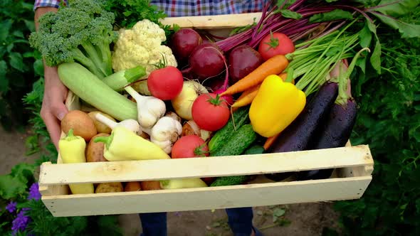 Harvest Vegetables in the Garden in the Hands of a Male Farmer