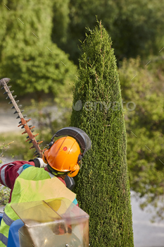 Gardener pruning a cypress with a chainsaw and a crane