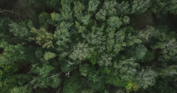 Drone Flight Over The Forest