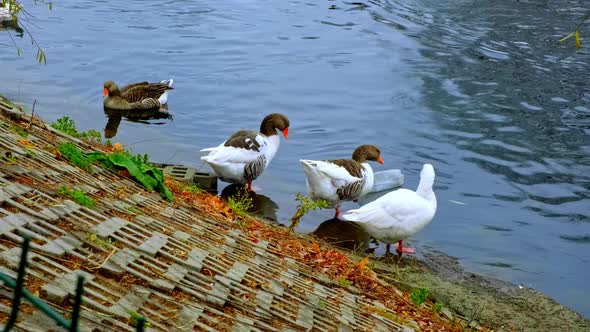 Ducks Standing by the Lake