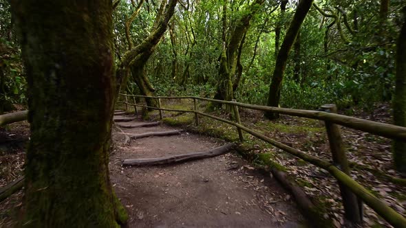 Pov, Walking in Rainforest in Garajonay National Park, La Gomera, Canary Islands, Spain