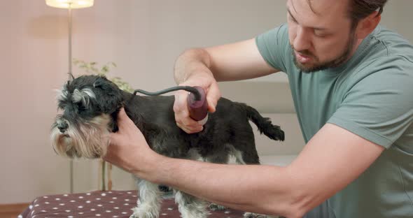 The Man with Beard and Mustashes is Clips a Yorkshire Terrier with a Clipper Dog Stays on the Table