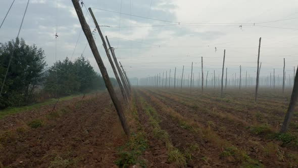 Slow panning shot of an empty hops field on a foggy autum morning on a slovenian farm