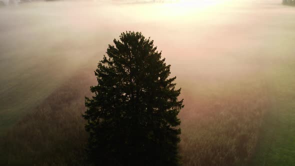 Drone Over Lone Tree In Misty Landscape Of Zell Am See