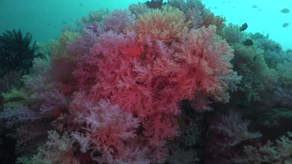 MIxed colorful soft corals close up on tropical coral reef