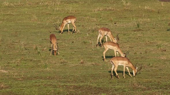 Impala Antelopes Grazing - South Africa